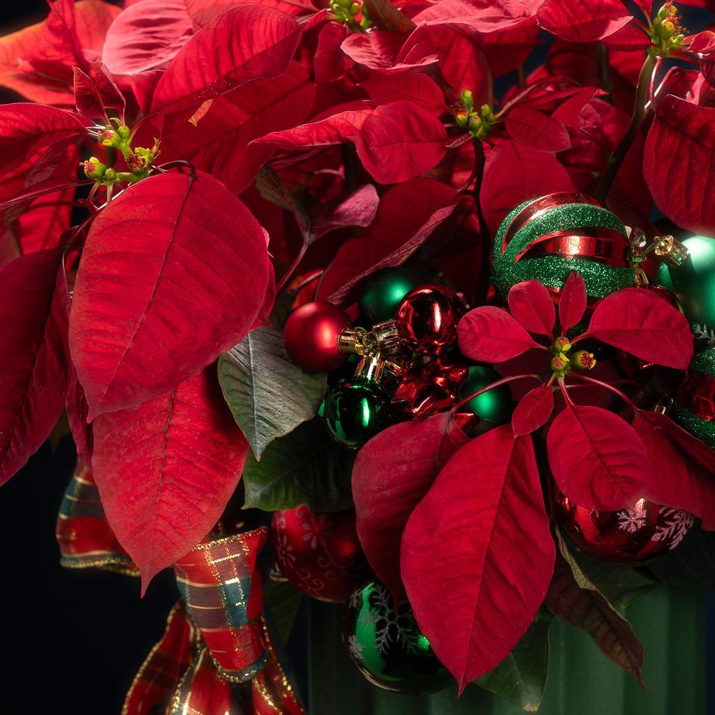 EVERGREEN NOËL - Potted Poinsettia | DELIVERIES BEGIN 16 NOV 26