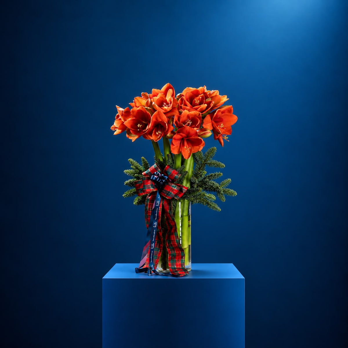 CLEMENTINE NOËL - Amaryllis Styling