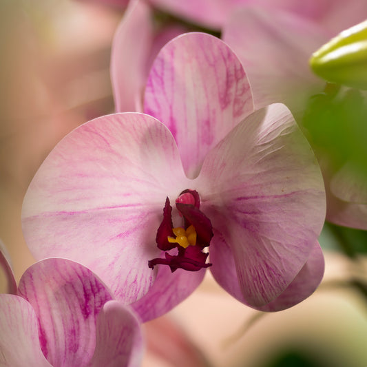 Spirit Blossom