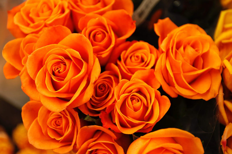 Are flowers worth the money?