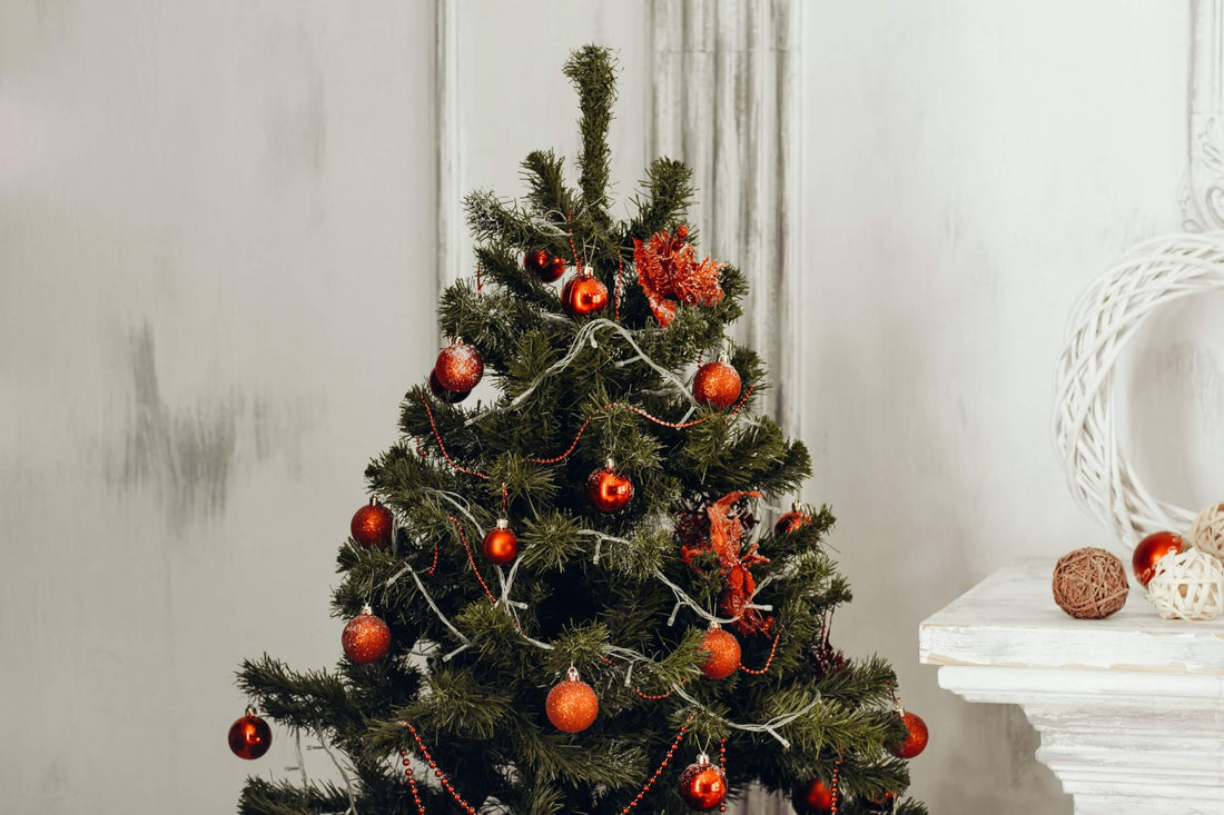 Balsam Fir vs Fraser Fir | 14 Key Differences