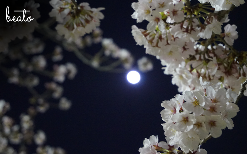 Cultural Superstitions About Flowers: What You Should (and Shouldn’t) Gift