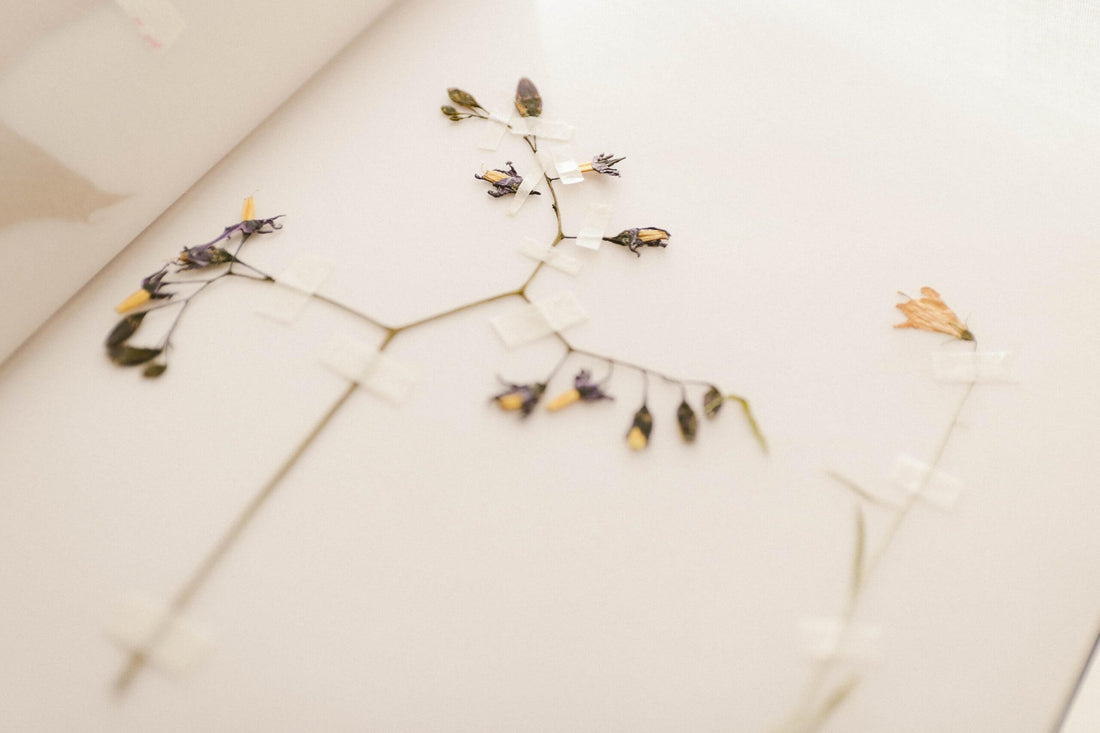 Which are the Best Dried Flowers for Home Decor