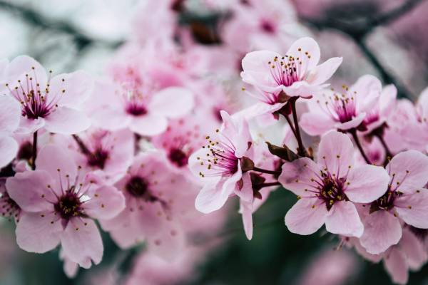 Can I Buy Flowers the Day Before ? How to Buy Flowers in advance ?