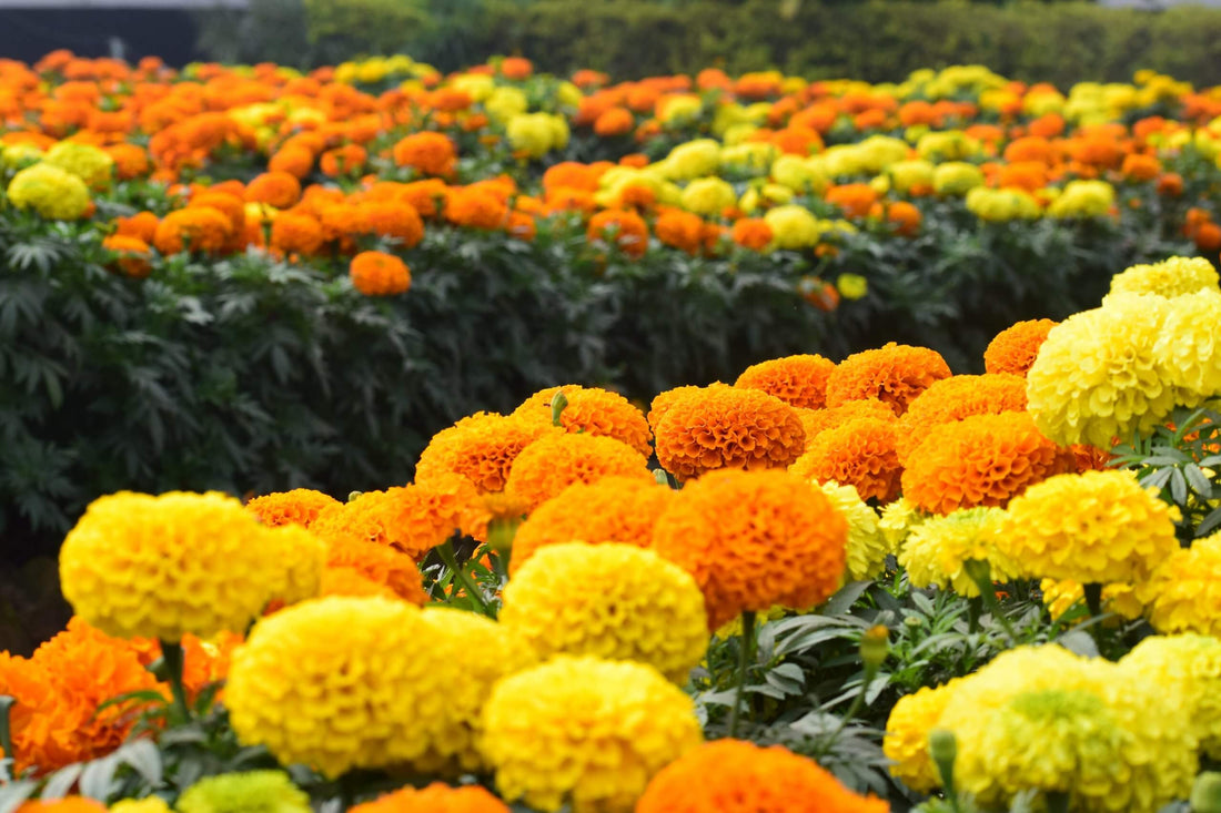 Flower Color Meaning and Symbolism | All 8 Flower Colors and Meaning