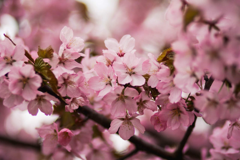 Flowers as a language of emotions | Emotional Impact of Flowers