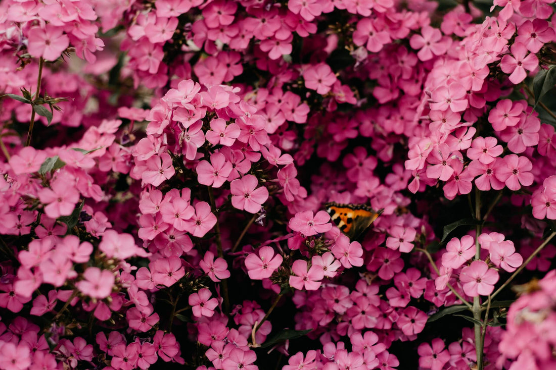How far in advance to buy flowers?