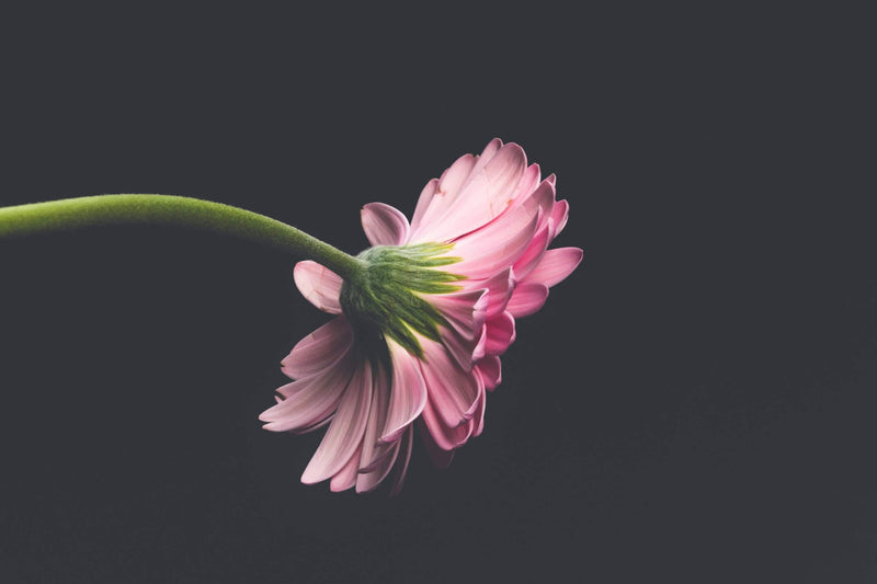 How to buy Flowers Wholesale at the best Prices