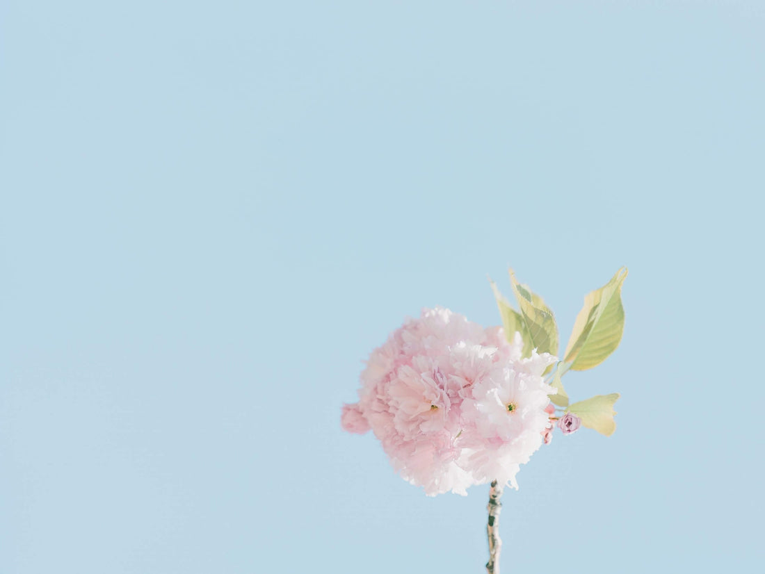 How to Buy Flowers for a Funeral (Detailed Guide)