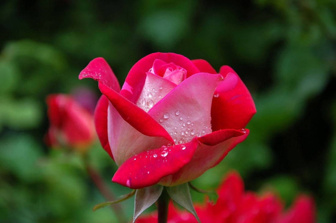 How to buy flowers for someone in another country
