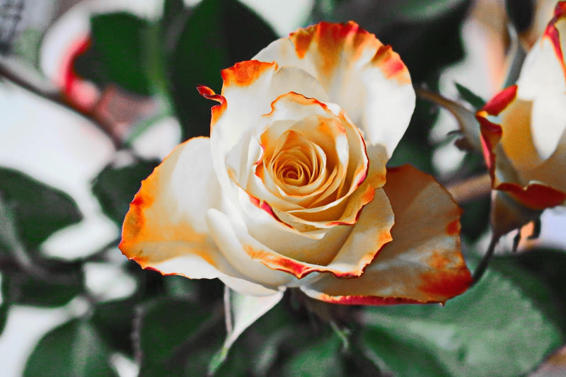 Is buying flowers bad for the environment?