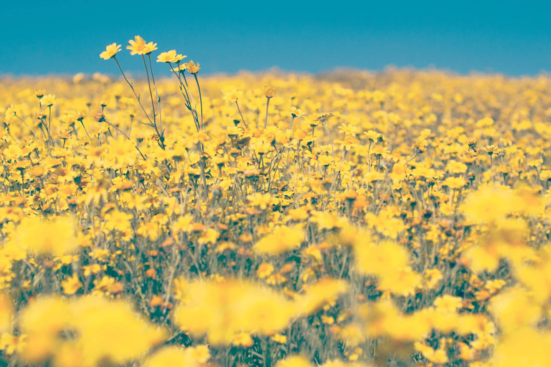 Positive Impact of Flowers on your Brain