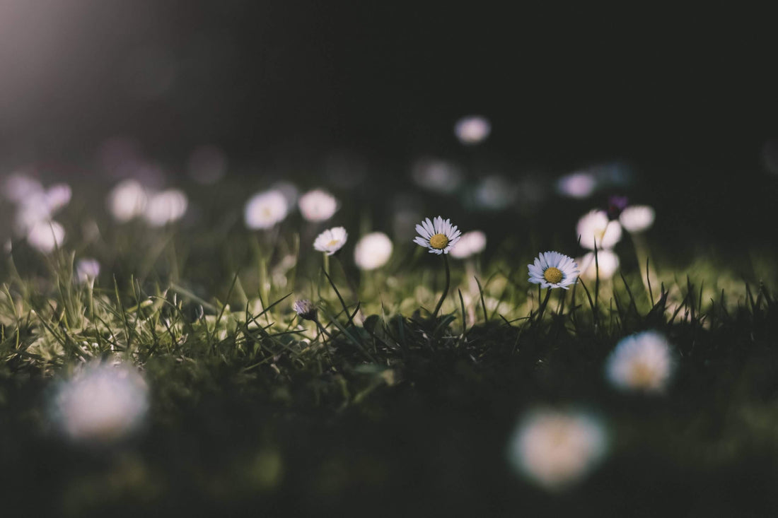 Psychology of flowers and happiness | Emotional impact of Flowers