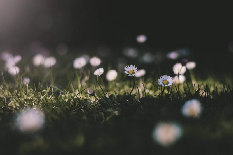 Psychology of flowers and happiness | Emotional impact of Flowers