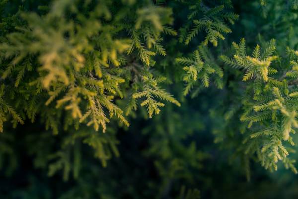Why Mini Christmas Trees are Popular