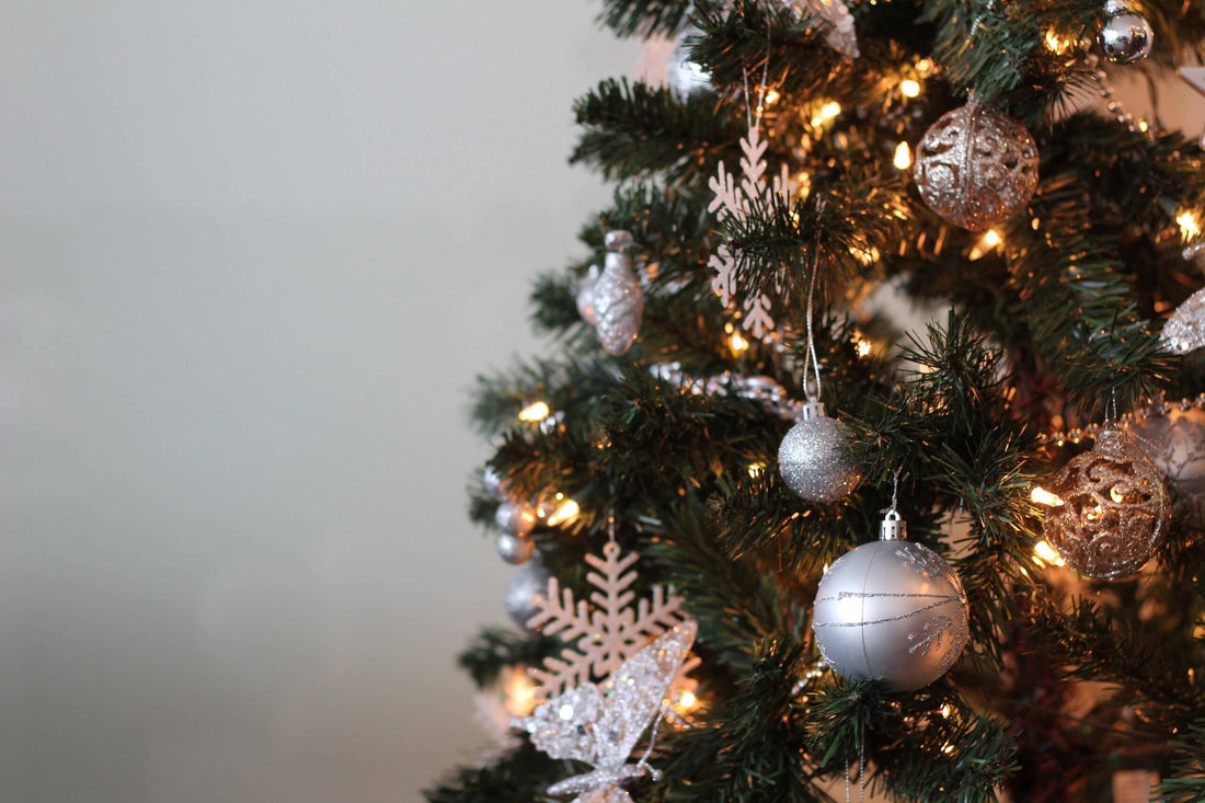 5 Types of Christmas Plants