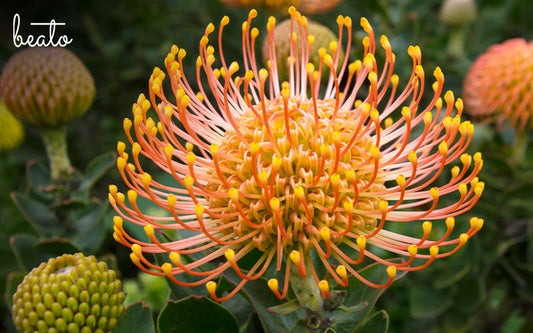 Exotic and Endemic: Singapore’s Unique Native Flowers