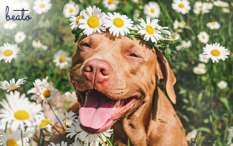 Pet-Friendly Flowers: Which Blooms Are Safe for Your Furry Friends?