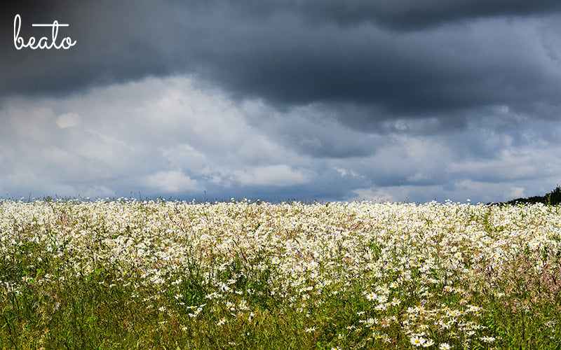 Flowers That Can Predict the Weather: Nature’s Own Forecasting System