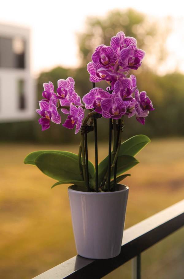 Most Beautiful Flowers In The World You Will Ever See