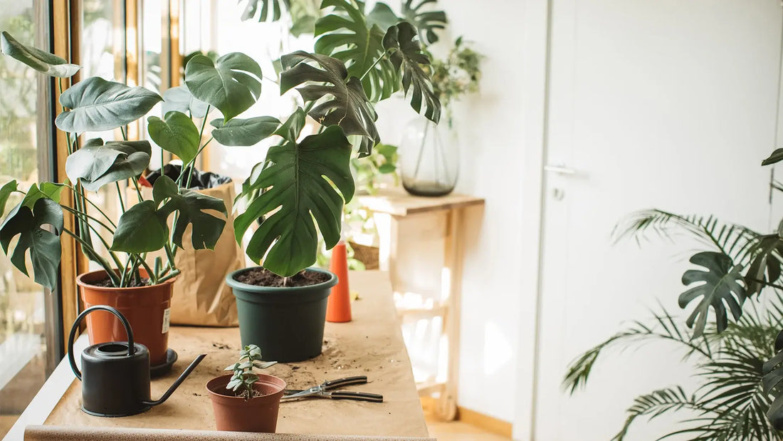 5 Tips for Maintaining Your Potted Plants in Singapore’s Humid Climate