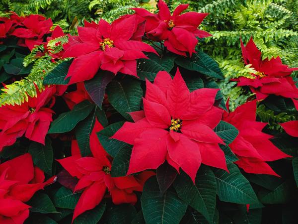 Tips to Take Care of Your Christmas Star Plant (Poinsettia)