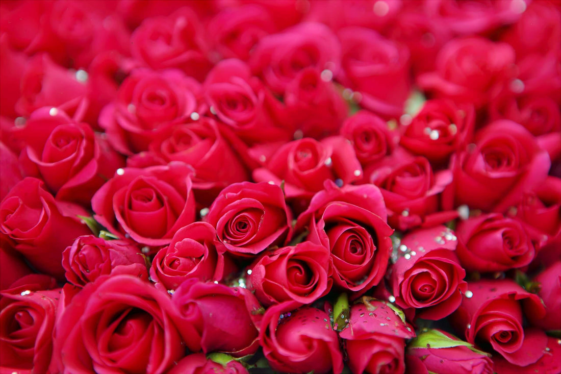 Where Do Valentine’s Day Roses Come From