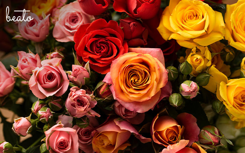 From 1 to 99 Roses: Unlocking the Mystical Meanings of Each Number
