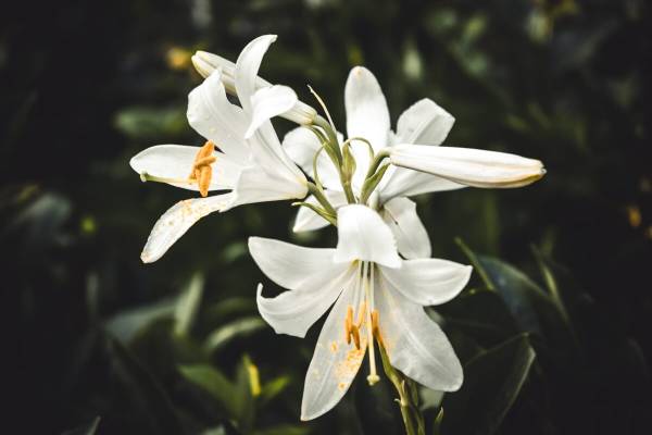 The Ultimate Guide to Caring for Lilies