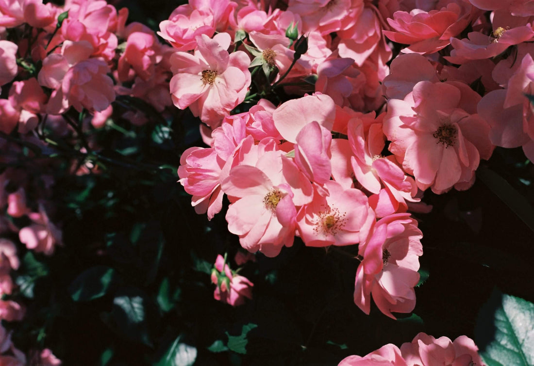 DIY Ways to Preserve Flowers