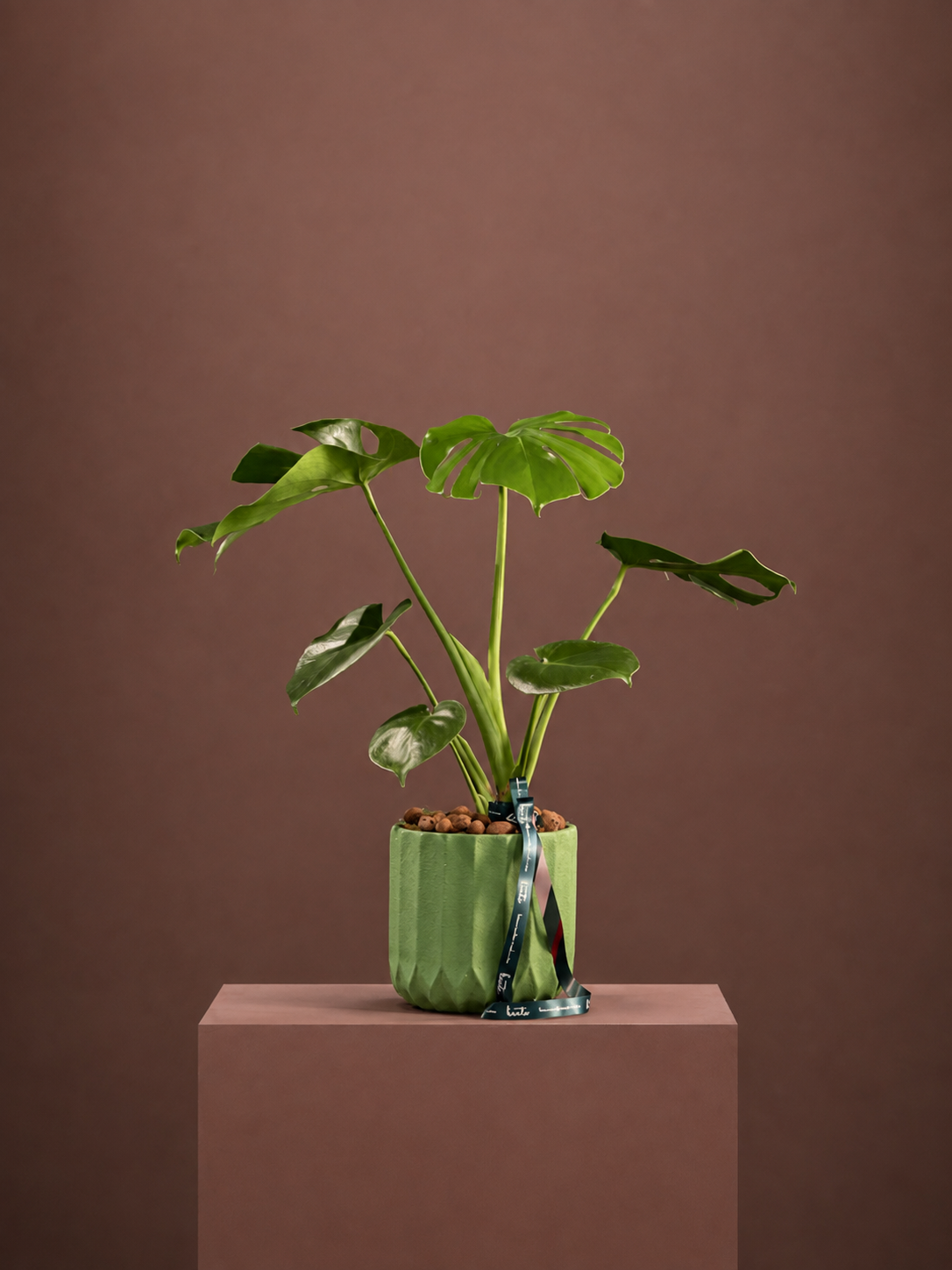 Monstera