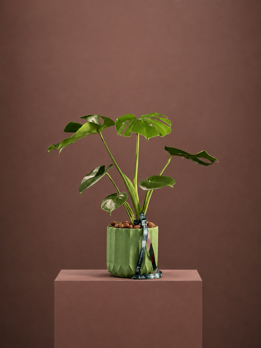Monstera