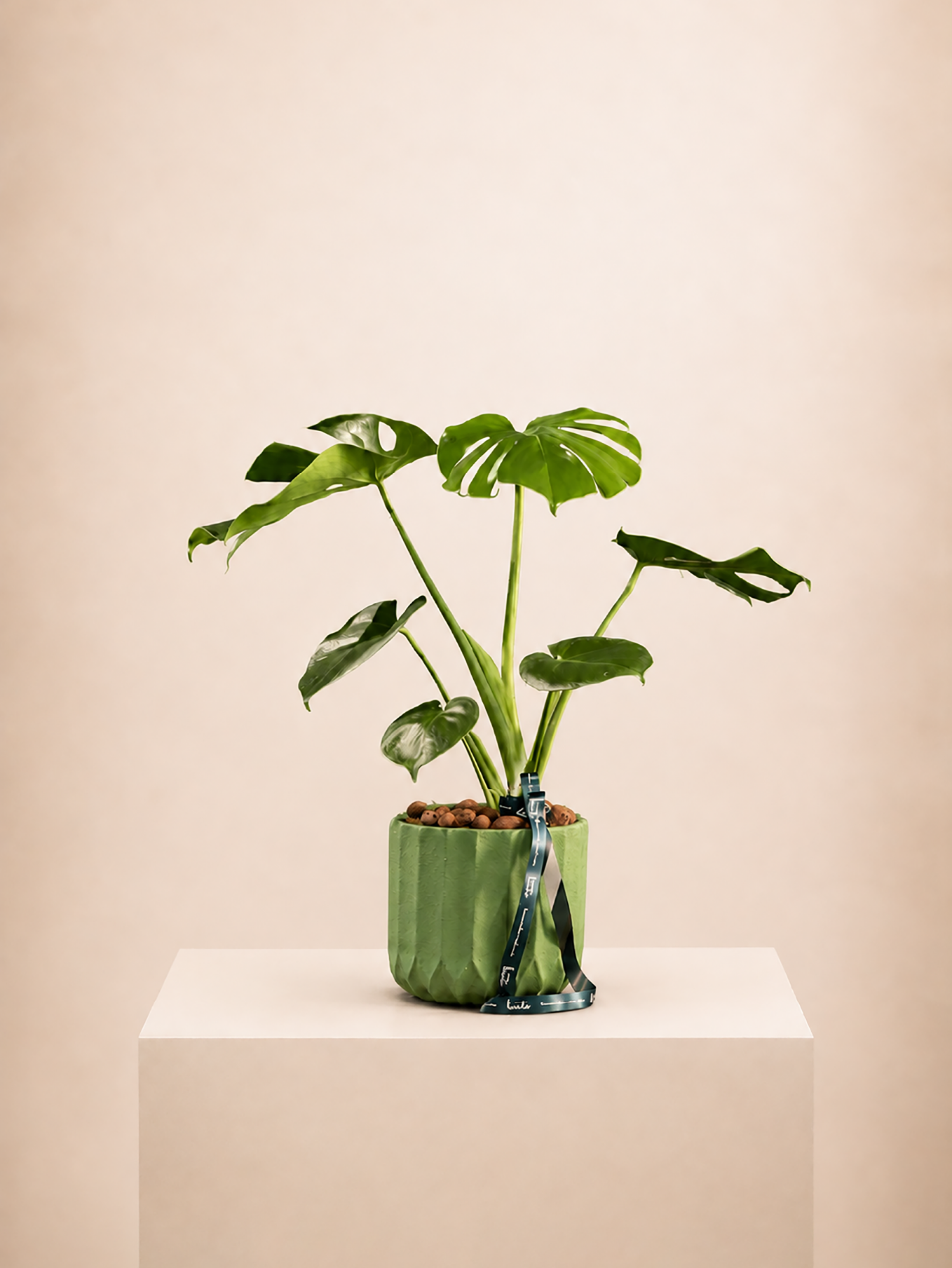 Monstera