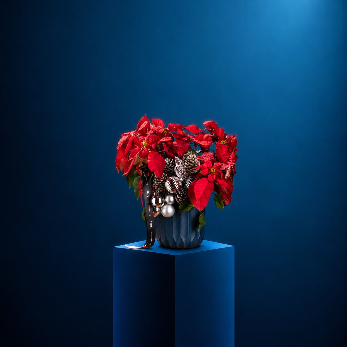 CRIMSON NOËL - Potted Poinsettia | DELIVERIES BEGIN 16 NOV 26