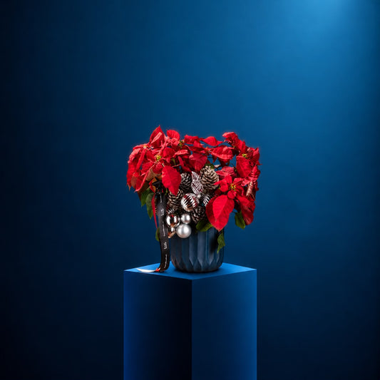 CRIMSON NOËL - Potted Poinsettia | DELIVERIES BEGIN 16 NOV 26