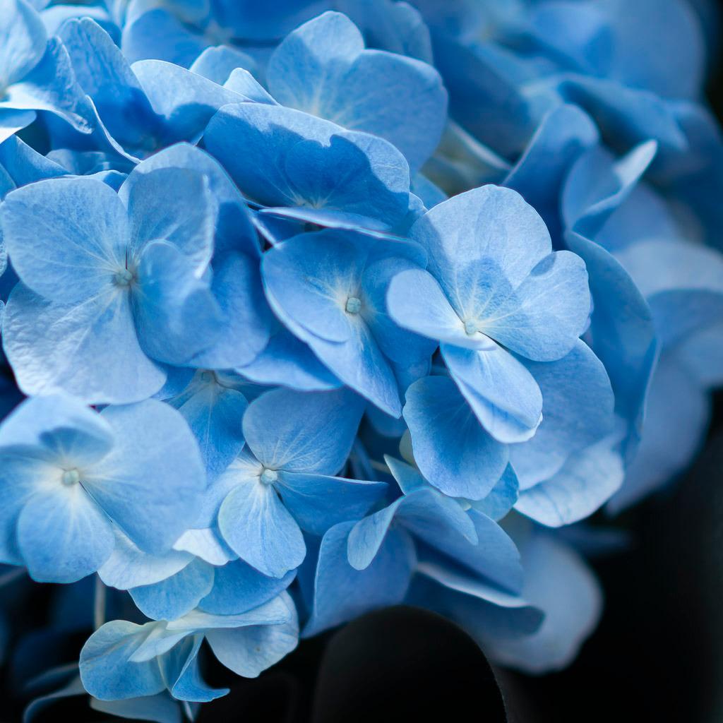 Deep Blue Memories