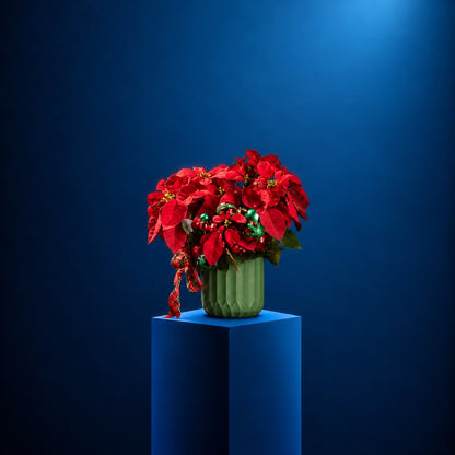 EVERGREEN NOËL - Potted Poinsettia | DELIVERIES BEGIN 16 NOV 26