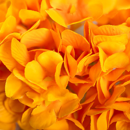 Wandering Petals