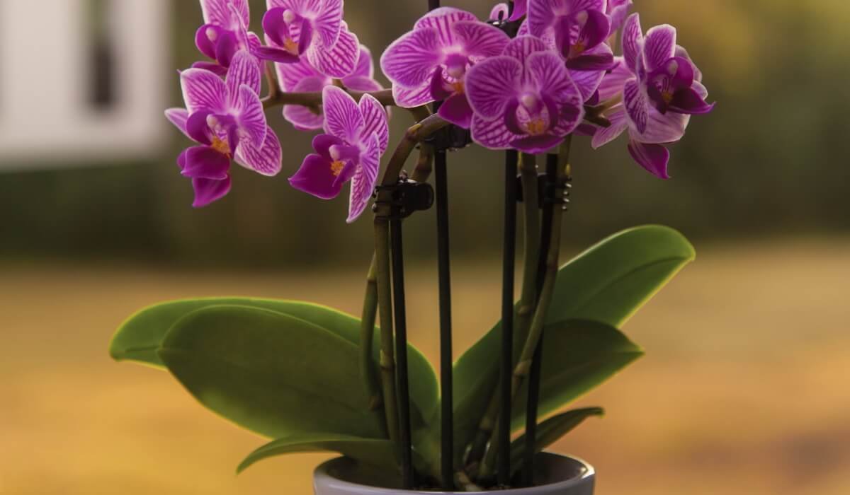 Most Beautiful Flowers In The World You Will Ever See Beato Most Beautiful Flowers In The World You Will Ever See Beato