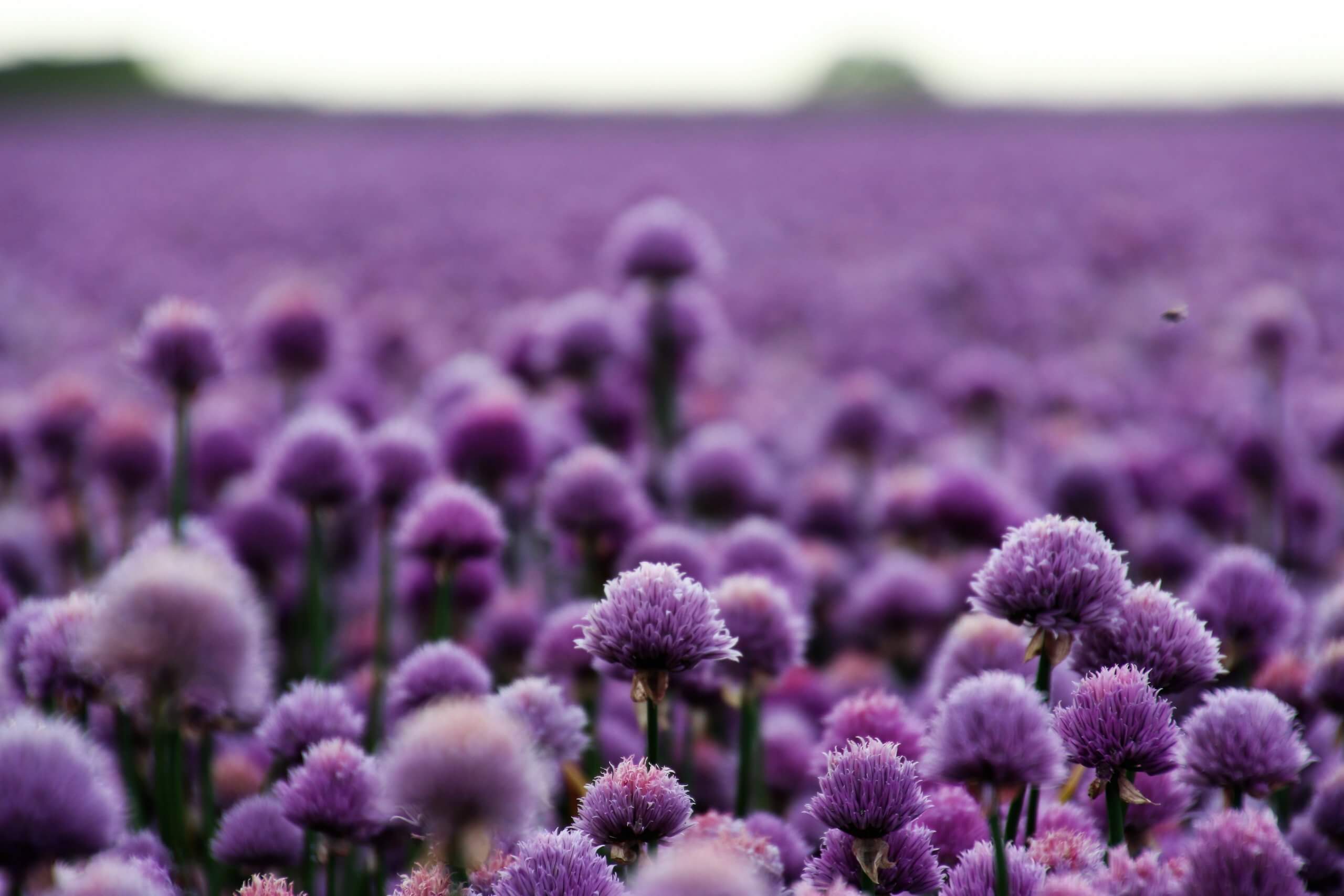 What Your Favorite Flower Says About Your Personality Scaled 
