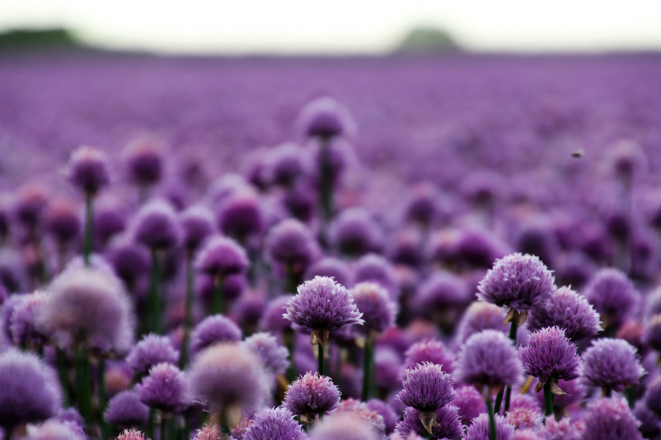 What your Favorite Flower says about your Personality