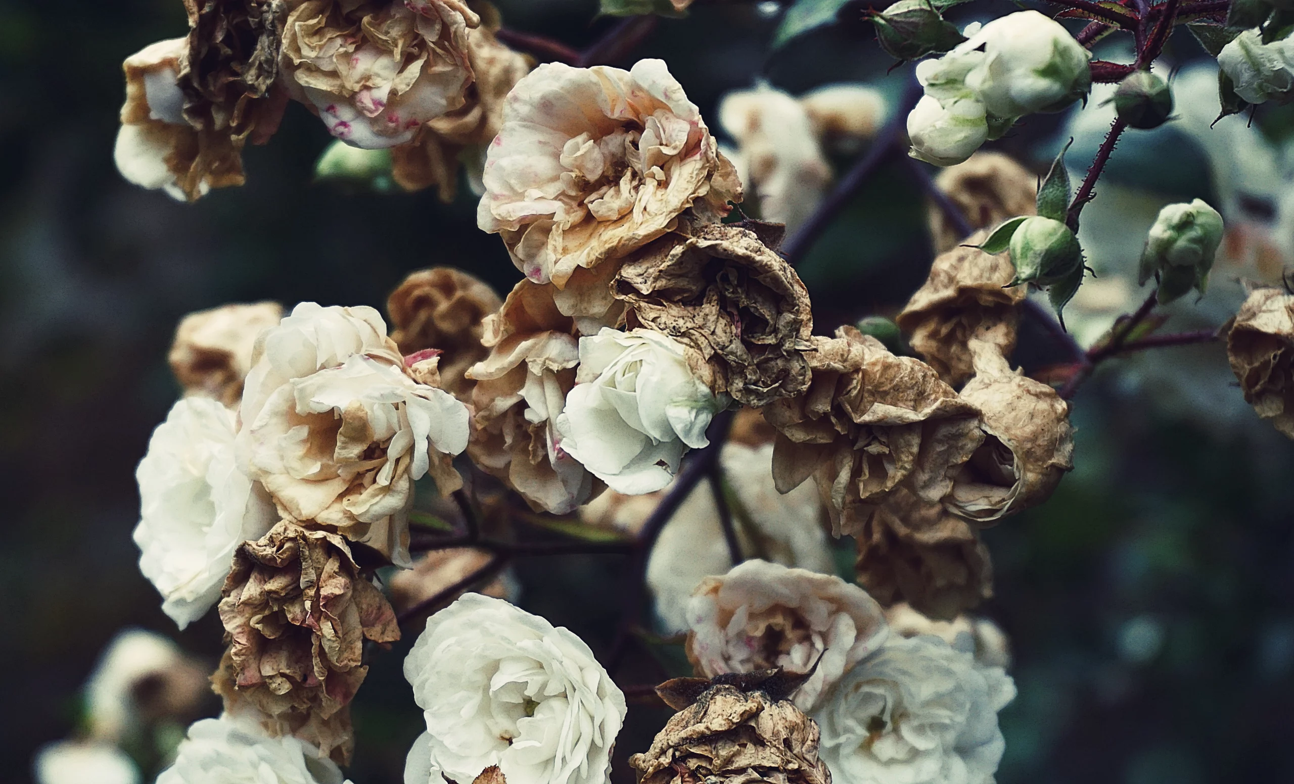 Why dried flowers are beautiful