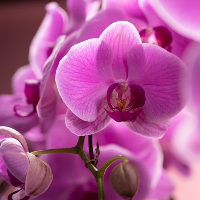 Endearing Warmth | Potted Phalaenopsis