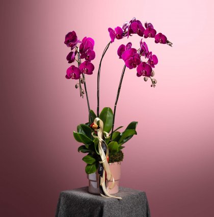 potted-phalaenopsis