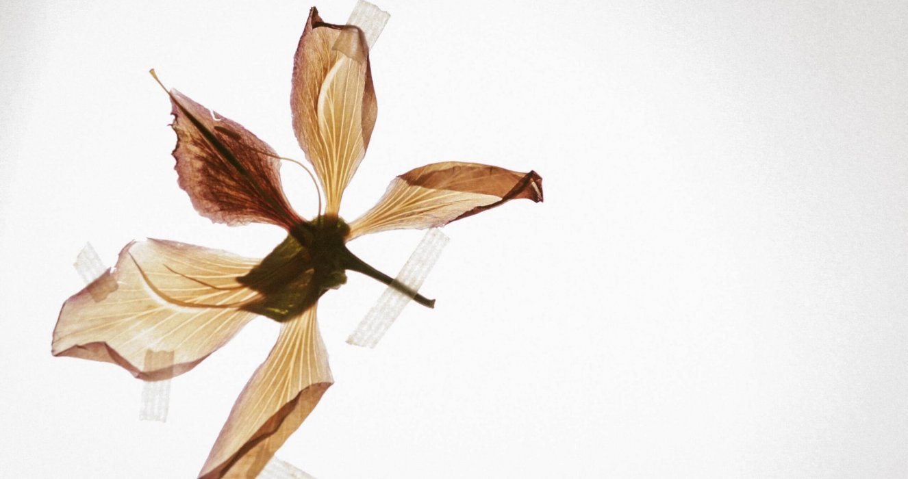 How Long do Dried Flowers Last?