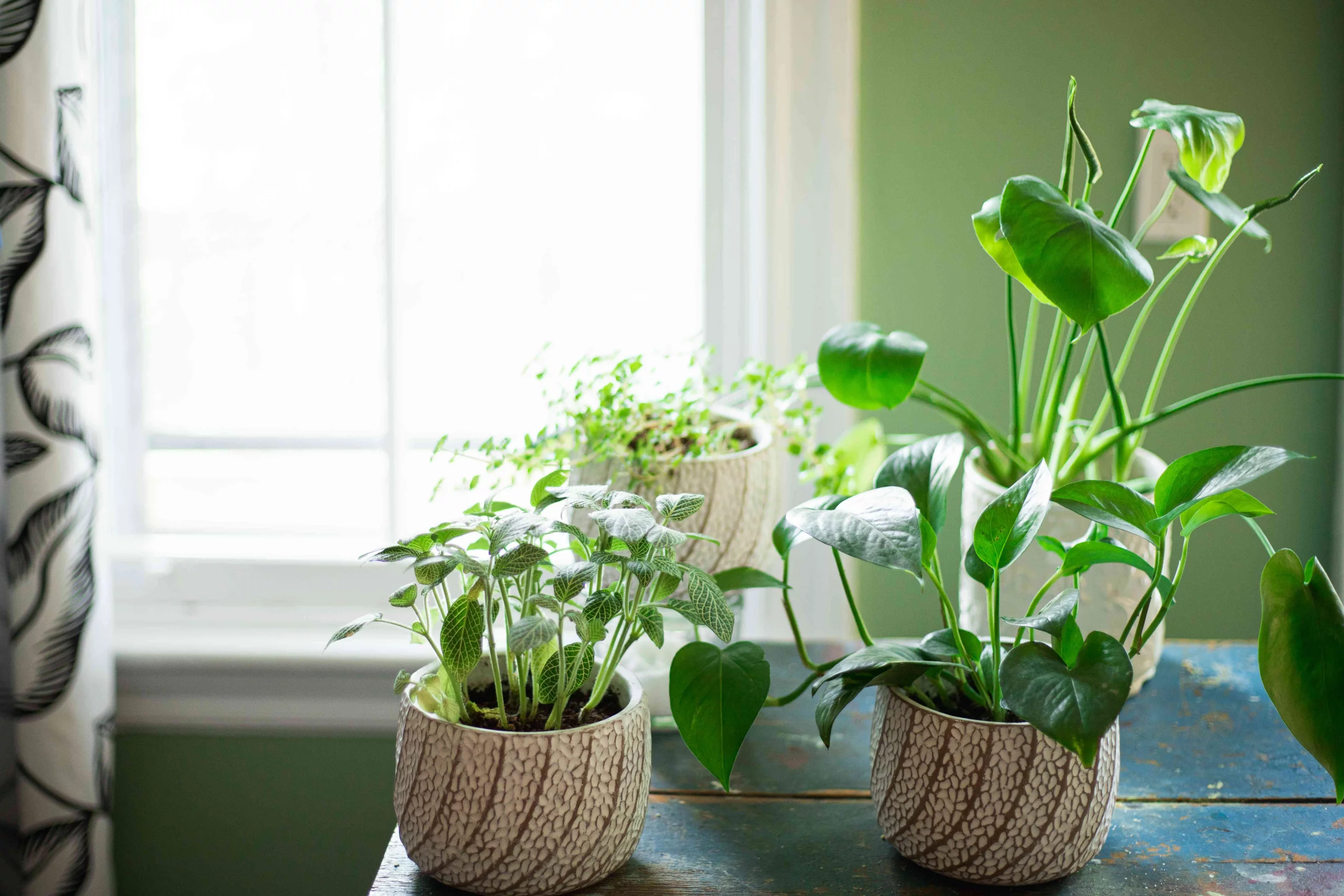 indoor plant direct sunlight