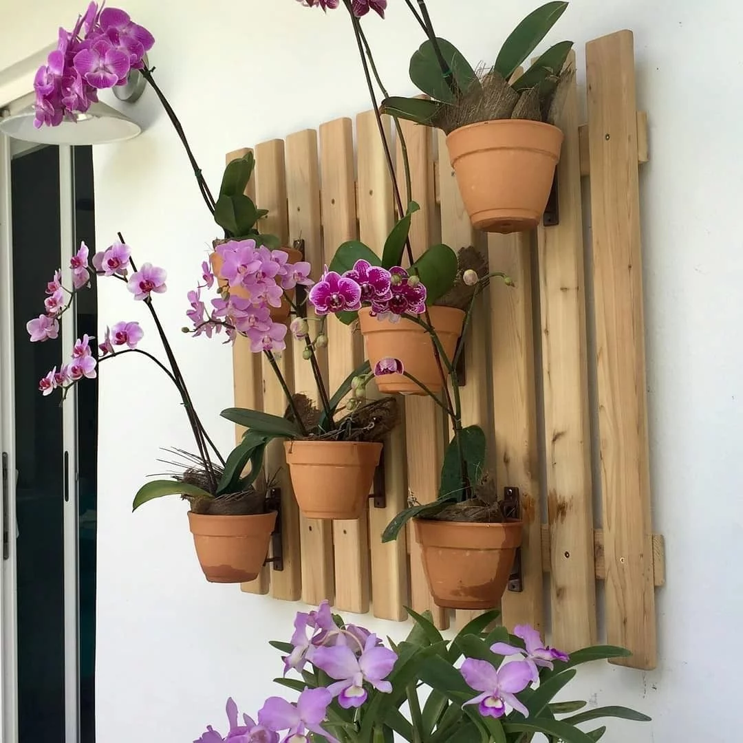 mokara orchid hanging wall
