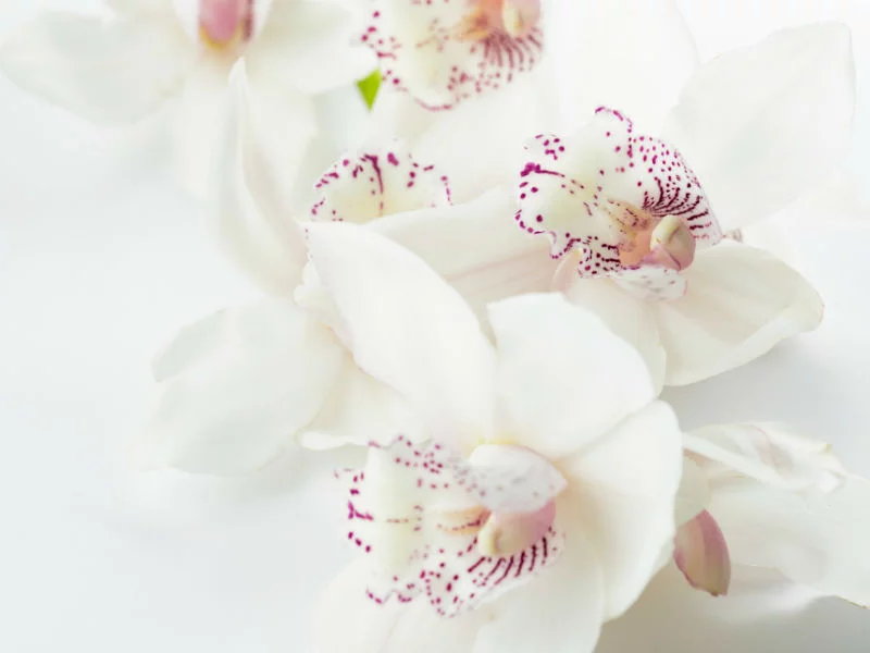 orchid funeral flower