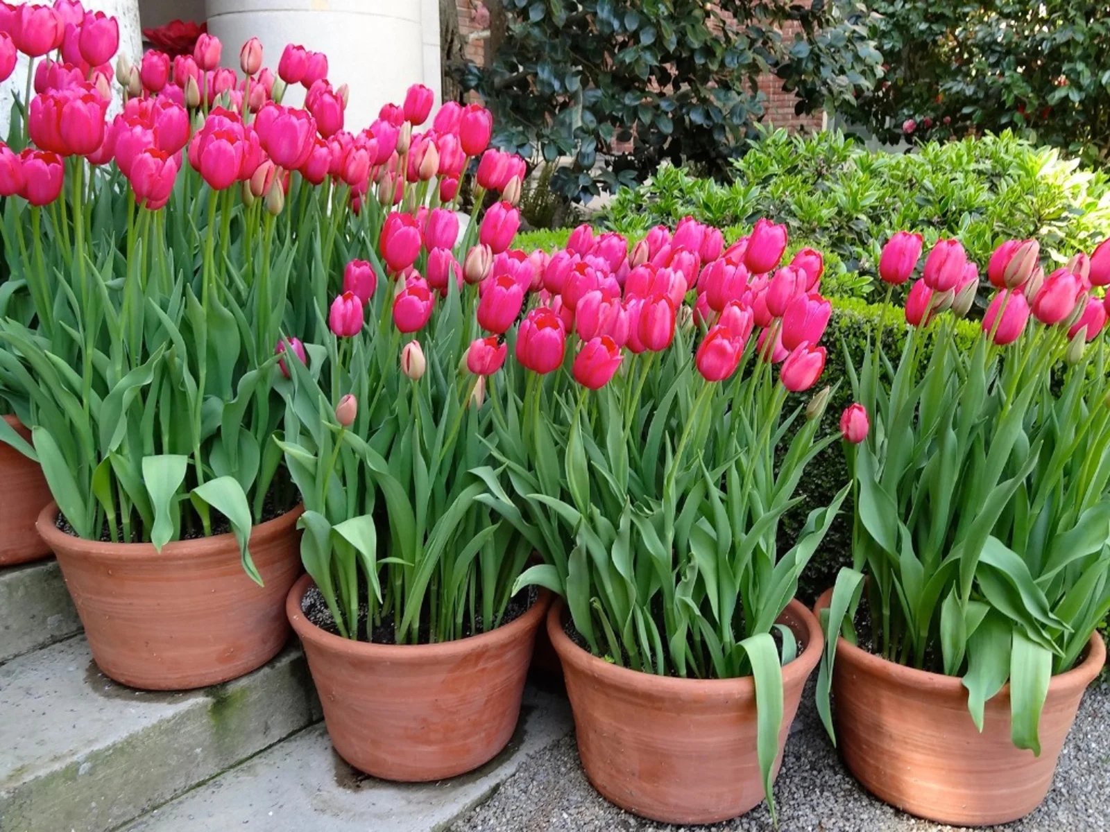 tulip in pots