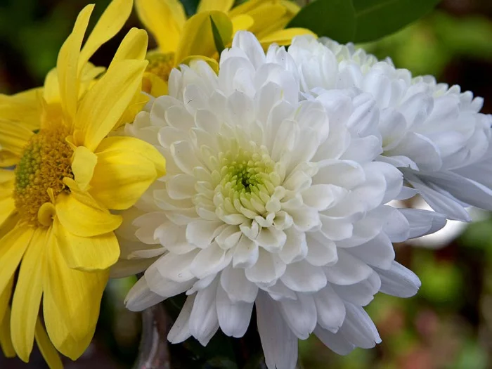 white and yellow Chrysanthemums for funeral flowers